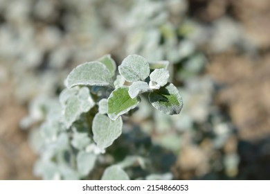 Liquorice Plant Leaves - Latin Name - Helichrysum Petiolare