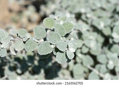 Liquorice Plant Leaves - Latin Name - Helichrysum Petiolare