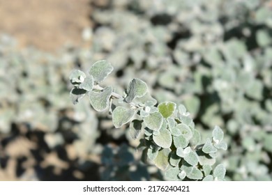 Liquorice Plant Leaves - Latin Name - Helichrysum Petiolare