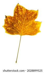 Liriodendron Tulipifera Tulip Tree, American Tulip Tree, Tulipwood, Tuliptree Fall Leaf Isolated