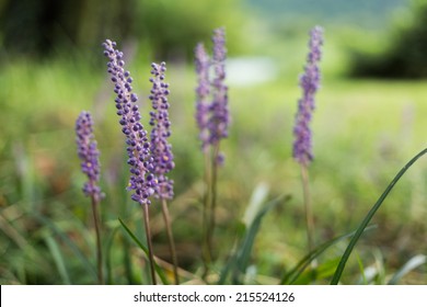 Liriope