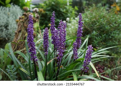 Liriope muscari 'Moneymaker' is an erect evergreen perennial that produces blue-purple flowers in panicles from August to October. Berlin, Germany