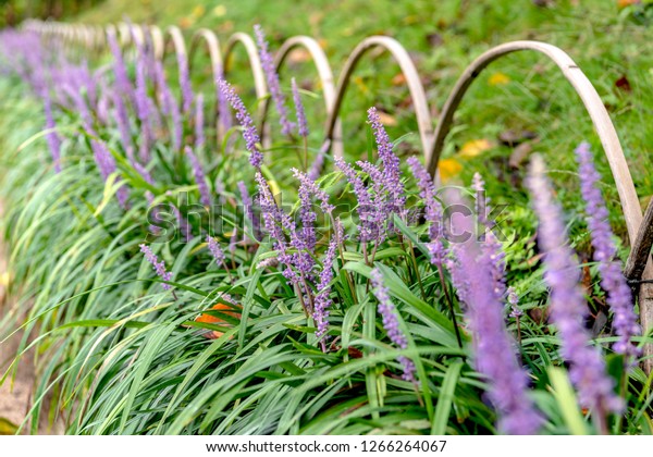 TÌNH YÊU CÂY CỎ ĐV 5 - Page 17 Liriope-muscari-which-blooms-garden-600w-1266264067