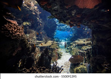 Lisbon Oceanarium