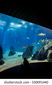 Lisbon Oceanarium