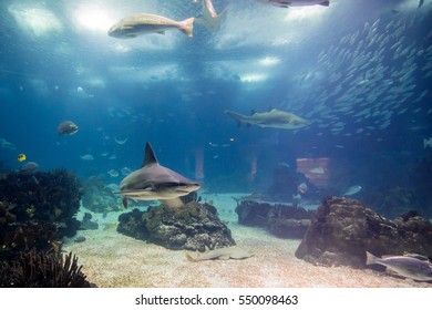 Lisbon Oceanarium,