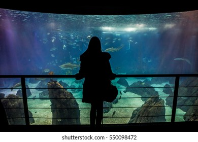 Lisbon Oceanarium