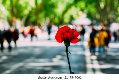 Lisbon, Portugal - April 25, 2022: Crowds Of Portuguese Hold Carnation Flowers At Avenida Da Liberdade In Lisbon To Celebrate The Military Coup That Overthrew The Authoritarian Regime In 1974