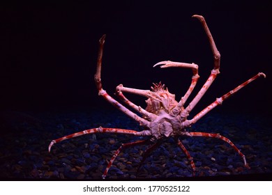 Red King Crab Stock Photo 414486010 | Shutterstock