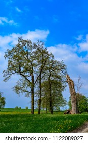 Listed Garden Monument: Bizarre Tree Formations At The Lennépark Basedow In Mecklenburg Switzerland