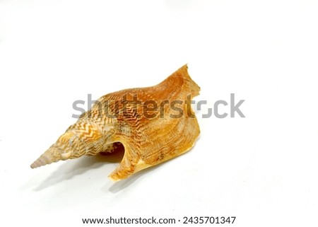 LISTER'S SPIDER CONCH on a white backgroud