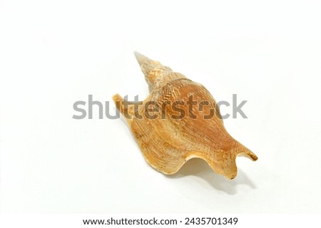 LISTER'S SPIDER CONCH on a white backgroud