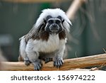 Liszt Monkey