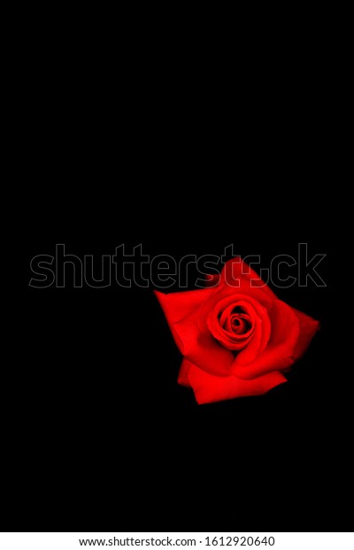 A lit rose flower with an underexposed background. Can\
be used for flyers, has enough room for custom words suitable for a\
greeting card, wrapper, wallpaper, valentine love and romantic\
proposals 