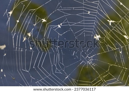 Lit spider web with flies against sea bottom