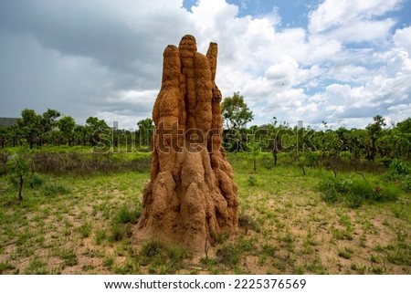 Litchfield Cathedral Termite (Nasutitermes triodiae) Mounds, built in open savannah woodland