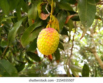 Litchi, Lychee, Litchi, Lichi, Lichee Fruit fresh and testy on tree at garden of Bangladesh.