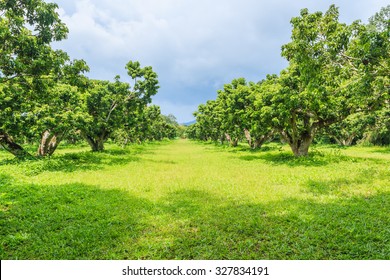 Litchi Orchard,  Lychee Orchard