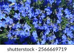 Lithodora diffusa heavenly blue flowering in a garden, creating a beautiful carpet of blue flowers. The vibrant blue petals contrast beautifully with the lush green foliage