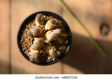 lithops