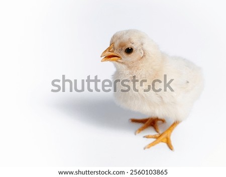 litlle chicken in a studio