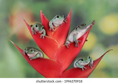 923 Five frogs Images, Stock Photos & Vectors | Shutterstock