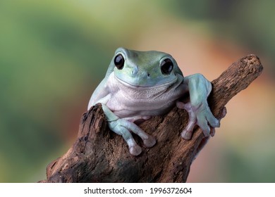 Litoria caerulea tree frog on wood, dumpy frog on branch, animal closeup, amphibian closeup