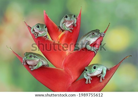 Litoria caerulea tree frog on red bud, five cute dumpy frog on red bud, animal closeup, amphibian closeup