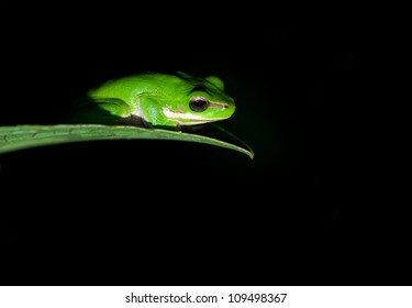 Litoria Fallax, Dwarf Green Tree Frog Caught In The Spotlight