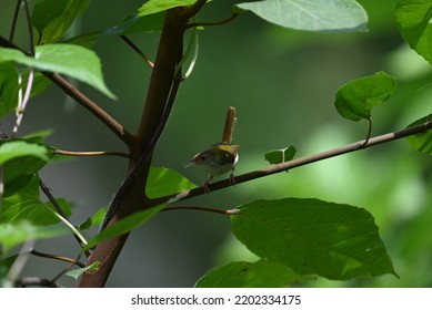 a litte bird on a litte tree 