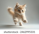 Litte cute Birman Cat jumping grey background