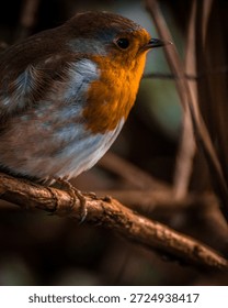 litte robin in the tree