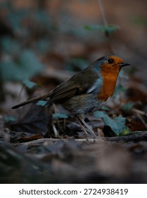 litte robin in the tree