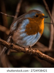 litte robin in the tree