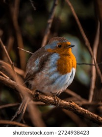 litte robin in the tree