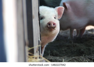 Littel Pig Sneek Peeking On A Farm