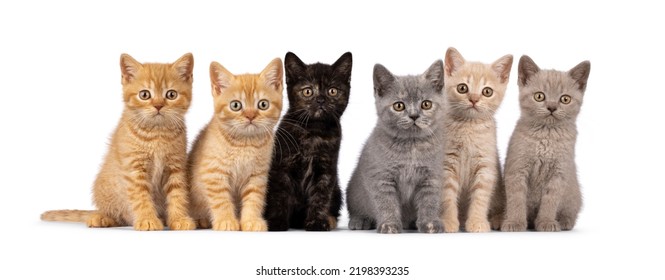Litter of 6 different colored British Shorthair cat kittens, sitting beside each other on perfect row. All looking towards camera. isolated on a white background. - Shutterstock ID 2198393235