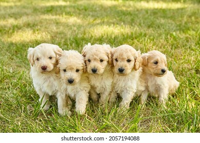 Litter of adorable white Goldendoodle puppies in grass