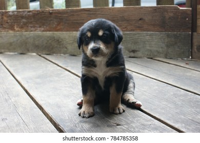 A Litter Of Bernese Mountain Dog And Husky Mix Born In The Summer 2017