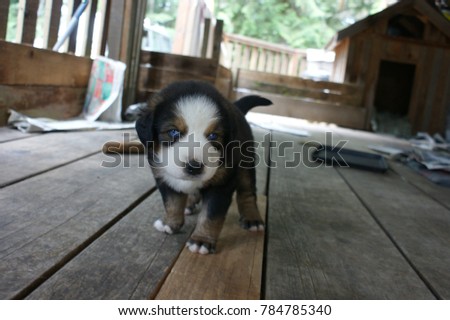 litter bernese mountain dog