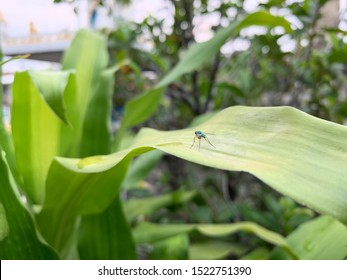 A Litter Bug In A Big World