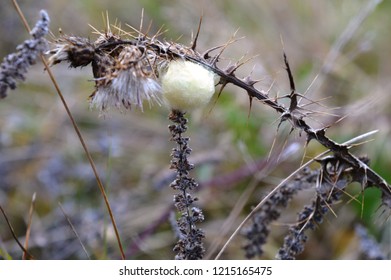 Litter Bugs On The Plant