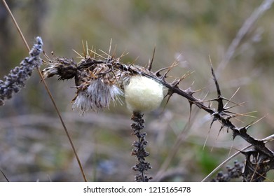 Litter Bugs On The Plant