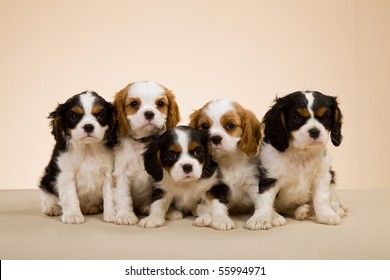 Litter Of Cavalier King Charles Spaniel Puppies On Beige Background
