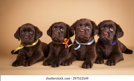 Litter of chocolate labrador retriever puppies in ribbons lying on tan background studio photo