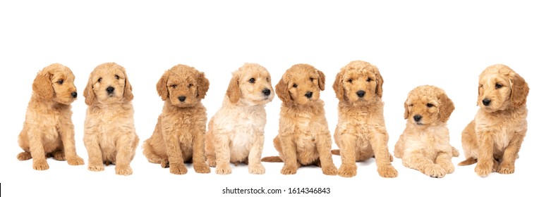 A litter of cute labradoodle puppies sitting looking at the camera isolated on white background with space for text