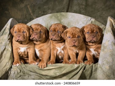 Litter Of Dogue De Bordeaux Puppies - 5 Weeks Old