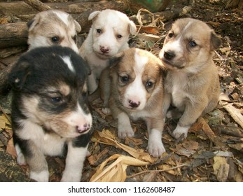 Litter Of Five Mongrel Stray Puppies