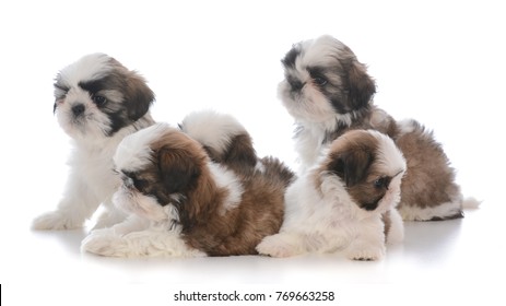 Litter Of Five Shih Tzu Puppies On White Background