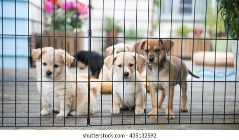 Litter Of Foster Puppies Playing In Secure Area Outside On Wooden Deck